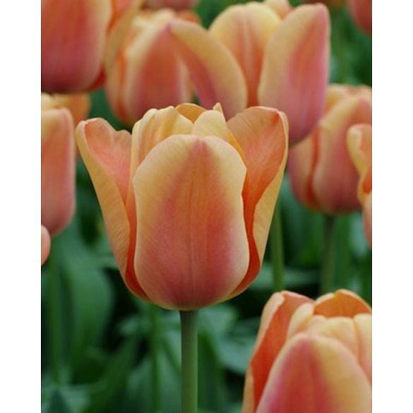 Tulip Apricot Foxx 