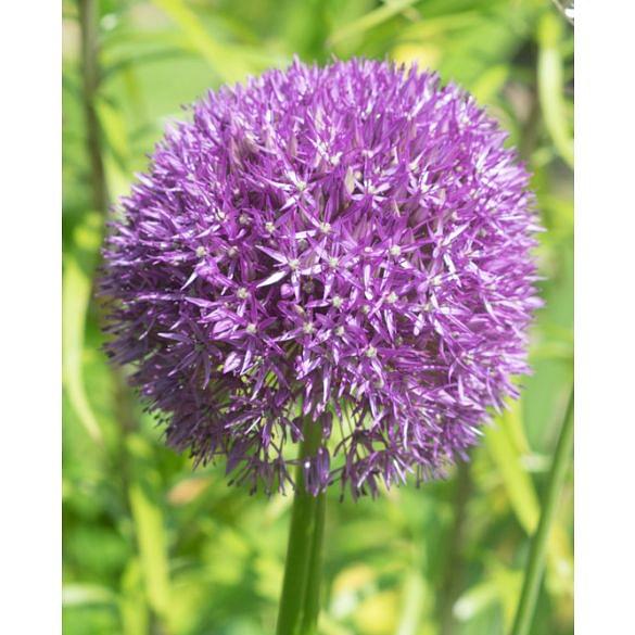 Allium Gladiator Bulb