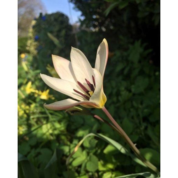 Tulip Clusiana Stellata Bulb