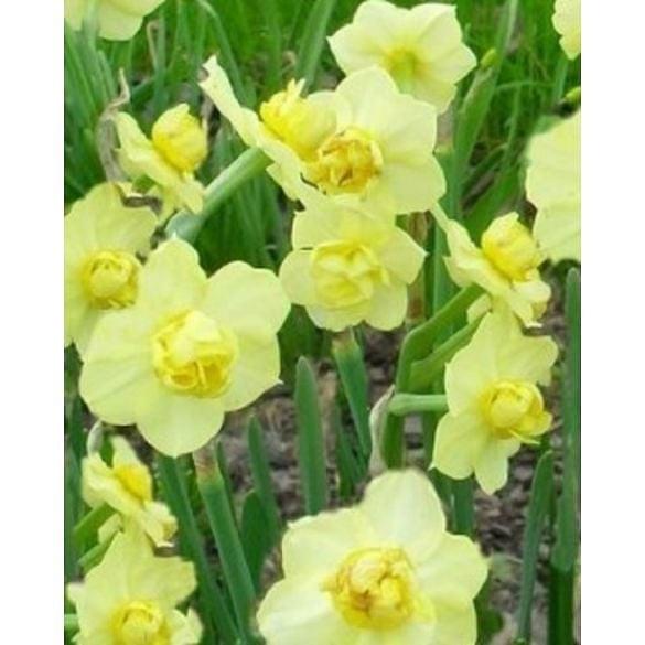 Narcissus Yellow Cheerfulness 12/14 cm Bulb