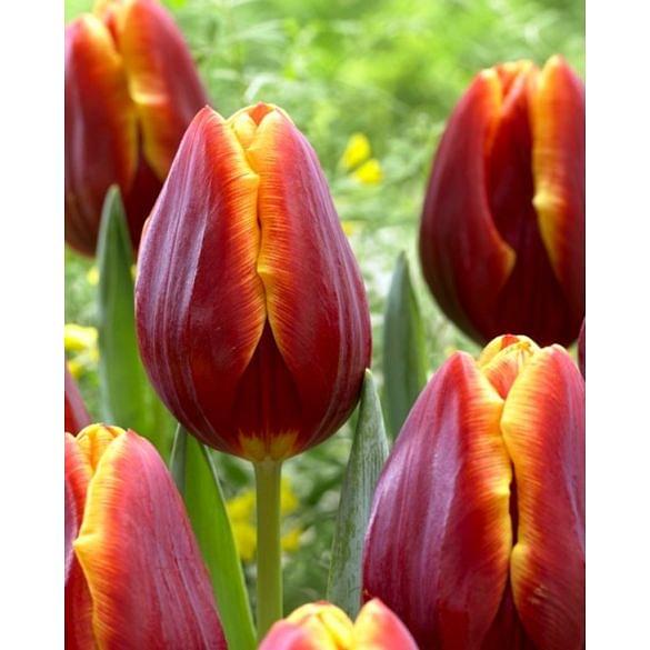 Tulip Devenish
