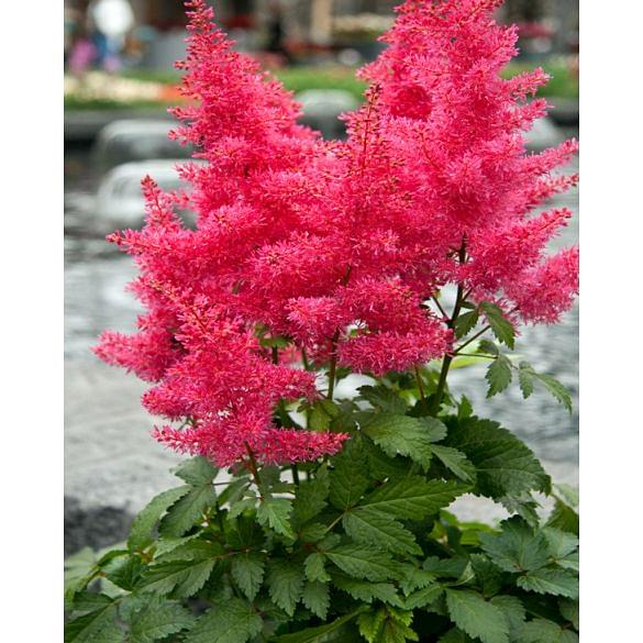 Astilbe Drum and Bass 