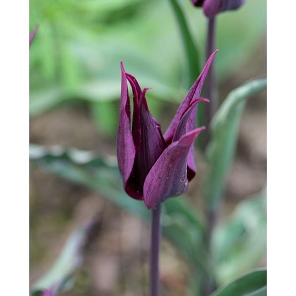 Tulip Burgundy Star 