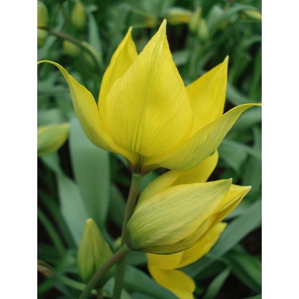 Tulip Sylvestris (The Wild Tulip) 