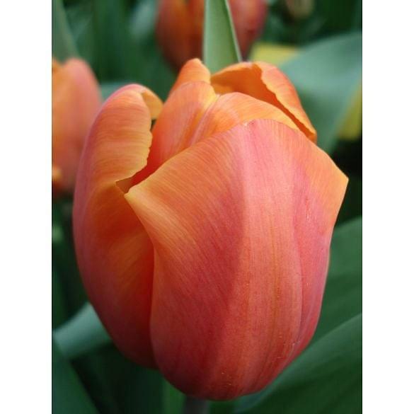 Tulip Jimmy Bulb