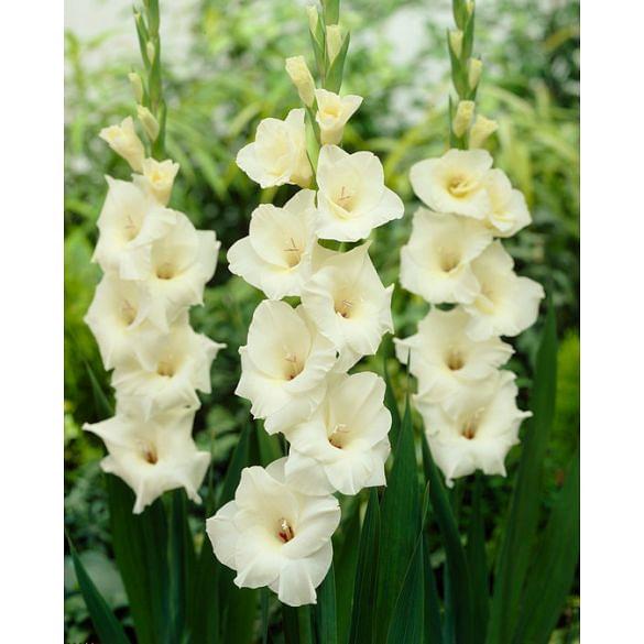 Gladiolus Cream Perfection Bulb