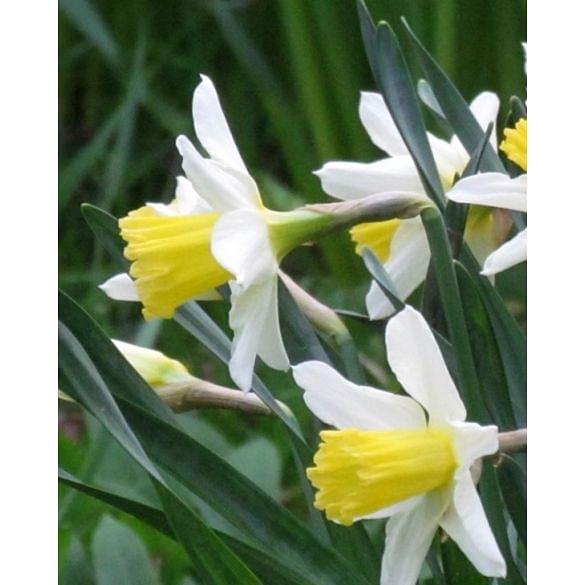 Narcissus Topolino Bulb