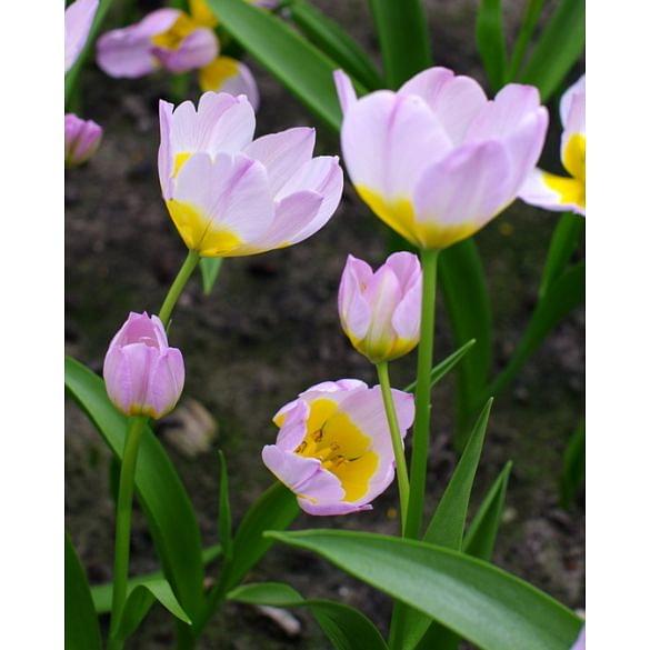 Tulip Saxatilis