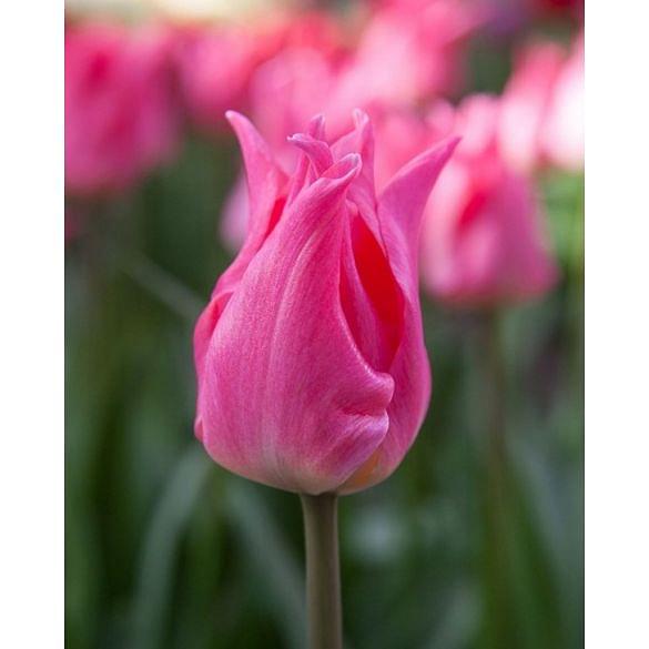 Tulip Pretty Love Bulb