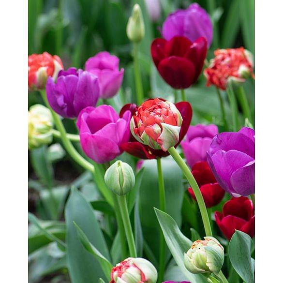 Harlequin tulip collection