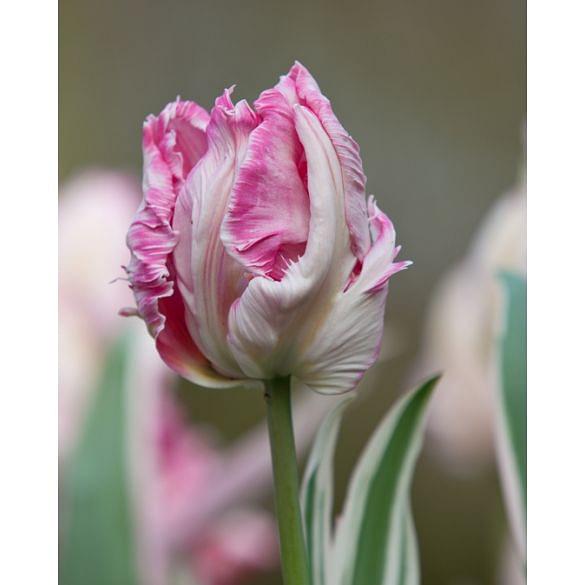 Tulip Elsenburg