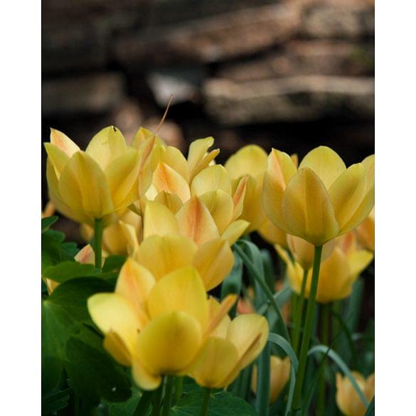 Tulip Batalini Bright Gem Bulb