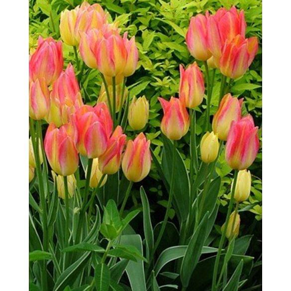 Tulip Antoinette ® Bulb