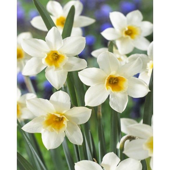 Narcissus Sweet Love Bulb