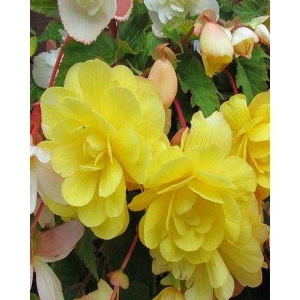 Begonia Cascade Yellow
