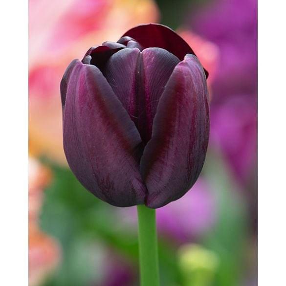 Tulip Queen of Night 