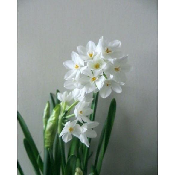 Indoor Flowering Narcissus Paperwhite Ziva (Christmas Flowering) Bulb