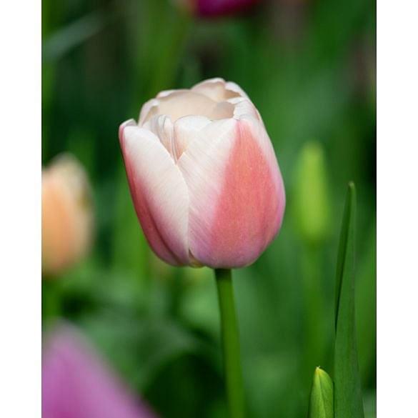 Tulip Ollioules Bulb