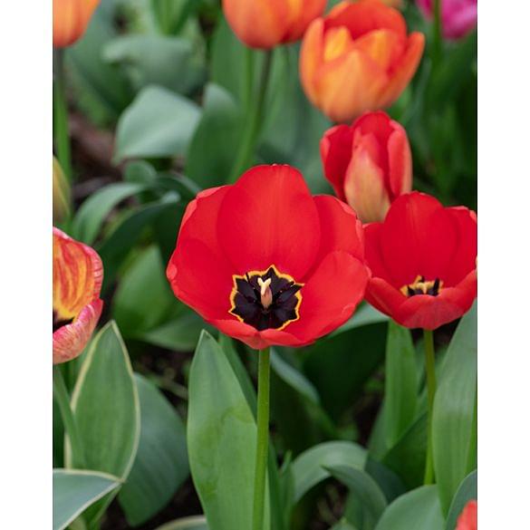tulip Apeldoorn