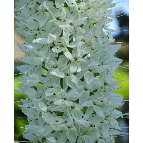 Eremurus White Beauty Bulb
