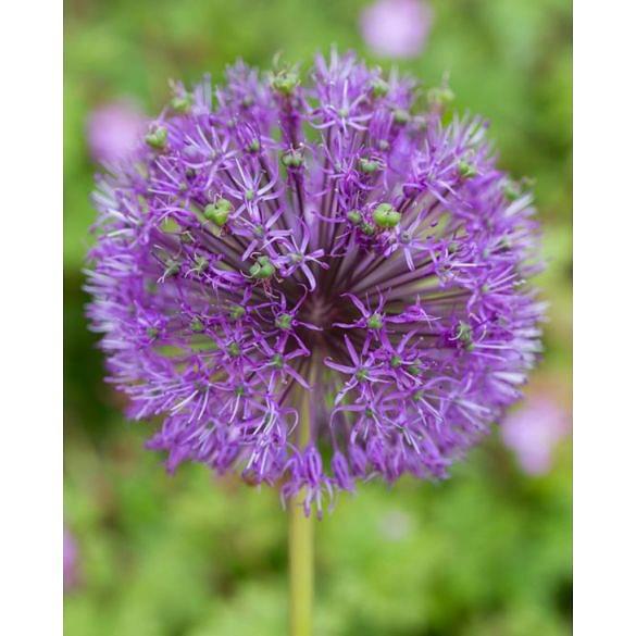 Allium Violet Beauty (Stipitatum) Bulb