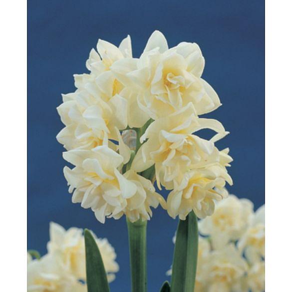 Indoor Flowering Narcissus Erlicheer Bulb