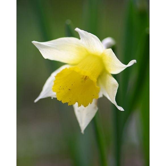Narcissus Lobularis (Lent Lily) 