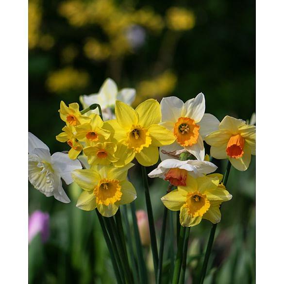 Daffodil & Narcissus Mixture