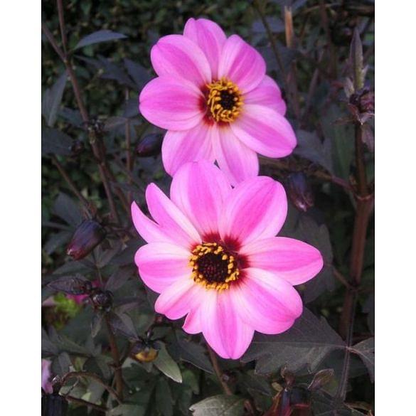 Dahlia Bishop of Leicester ®