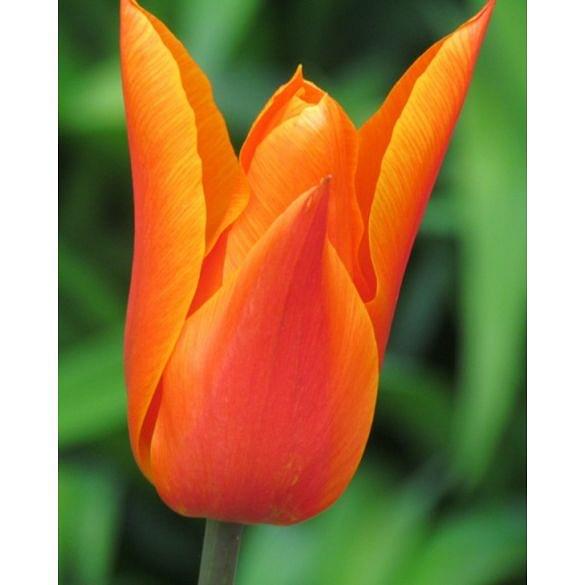 Tulip Ballerina 10/11 cm
