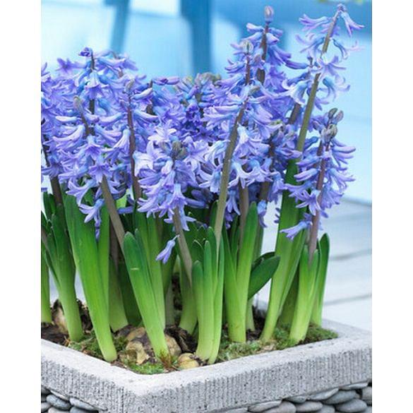 Multiflora Hyacinth Blue Pearl
