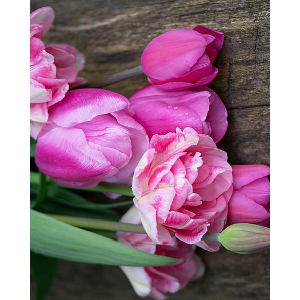 Pink delight tulip mix