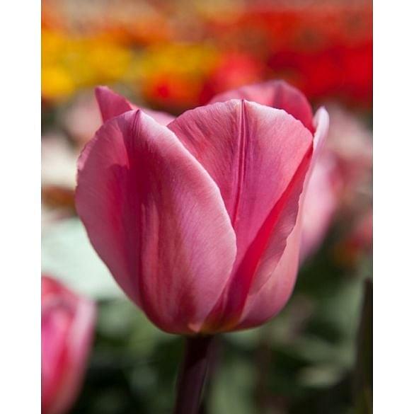 Tulip Albert Heijn ® Bulb