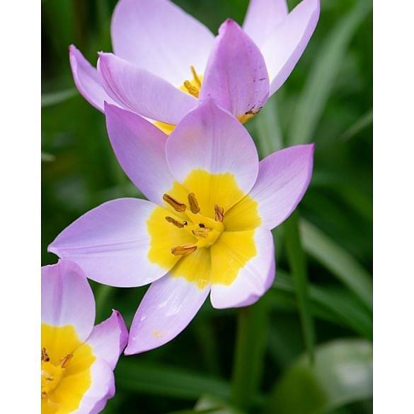 Tulipa bakeri Lilac Wonder