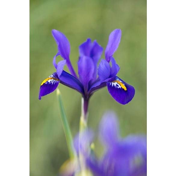 Iris Reticulata Pixie ®