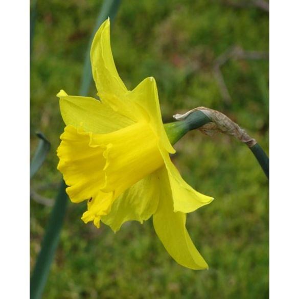 Narcissus Golden Anniversary