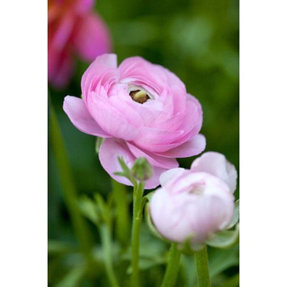 Ranunculus Rose Bulb