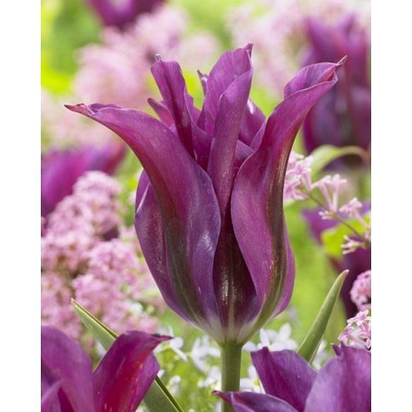Tulip Purple Doll