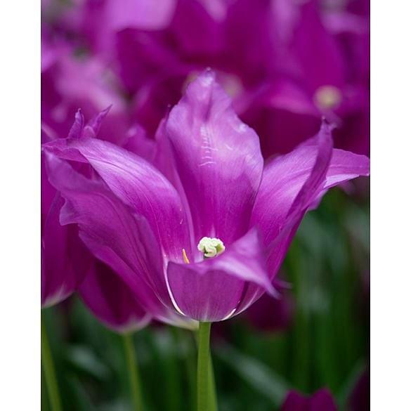 Tulip Purple Dream