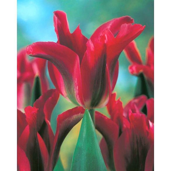 Tulip Pimpernel
