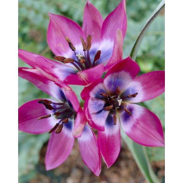 Tulip Little Beauty Bulb