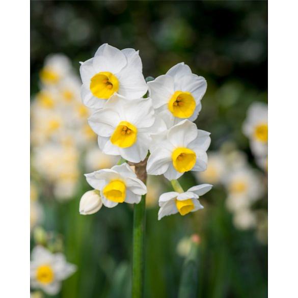 Indoor Flowering Narcissus Avalanche Bulb