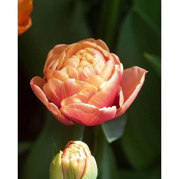 Tulip Copper image