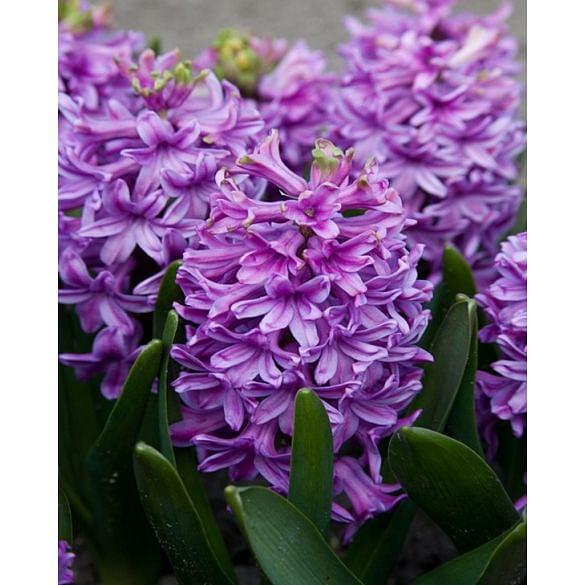  Hyacinth Purple Voice