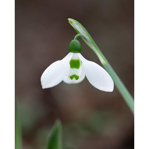 Snowdrop Galanthus Elwesii Bulb