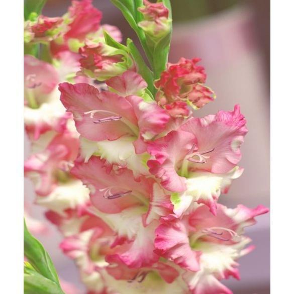 Gladiolus Pink Lady Bulb