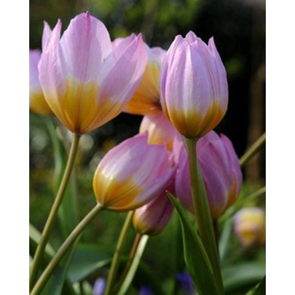 Tulip Bakeri Lilac Wonder 