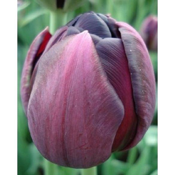 Tulip Black Hero ® 