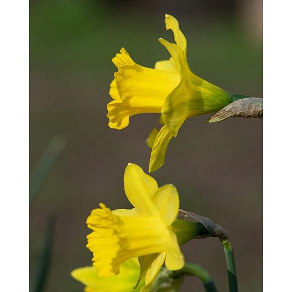Narcissus Obvallaris (Tenby Daffodil) 