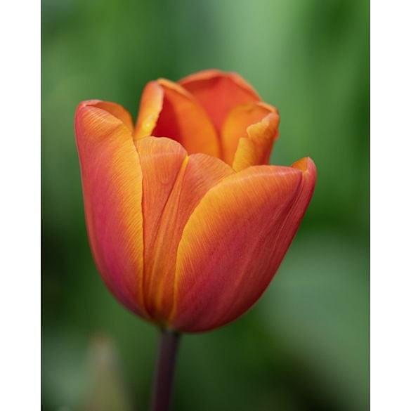 Tulip Annie Schilder Bulb